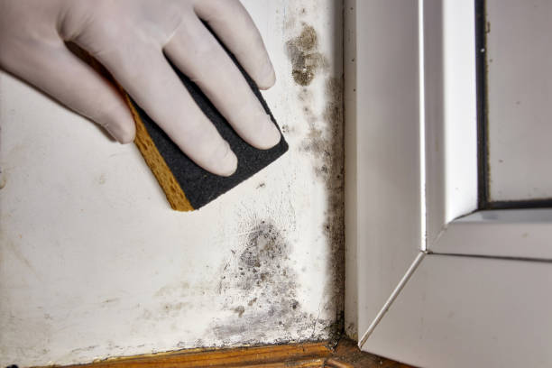 Best Basement Mold Removal  in Crocker, WA